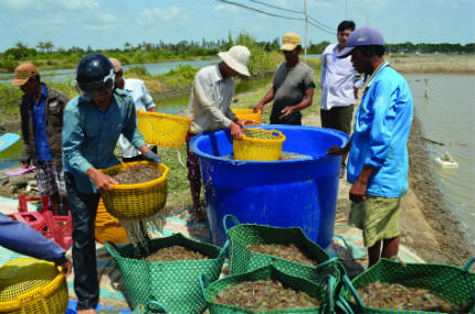 Cà Mau: Từ lợi thế bứt phá đi lên…